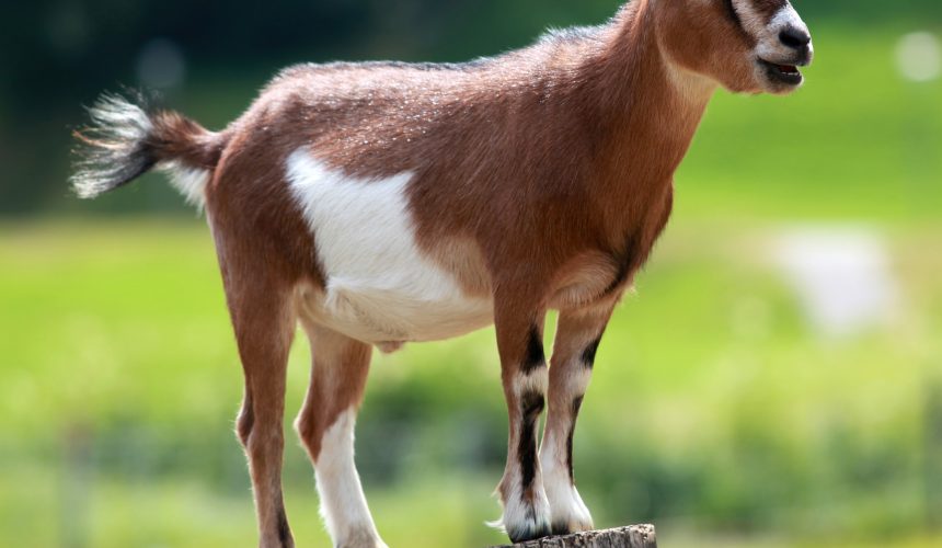 Police arraign man for allegedly stealing goat￼