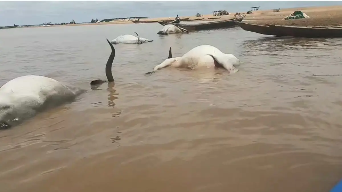 Over 100 Cattle Die Mysteriously While Crossing River Benue