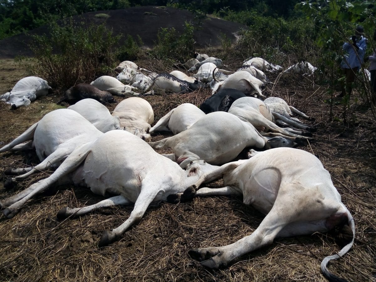 Lightning Strike Kills 32 Cows During Heavy Rainstorm in Ogun State