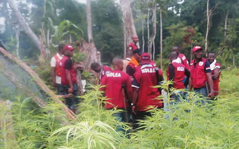 NDLEA Destroys over 70,000kg of Skunk in Edo, Delta, Ondo, Taraba Forests