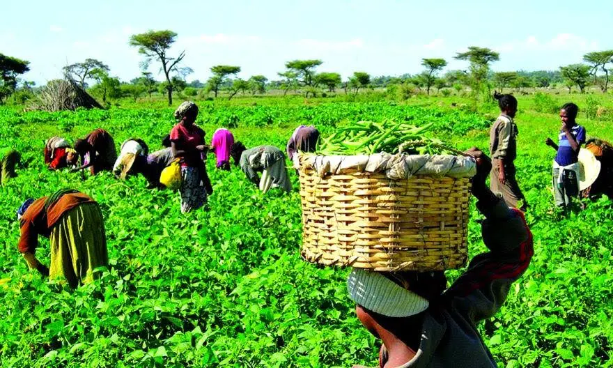 Breaking: Nigerian Farmers Reveal Why Food Prices Can’t Drop