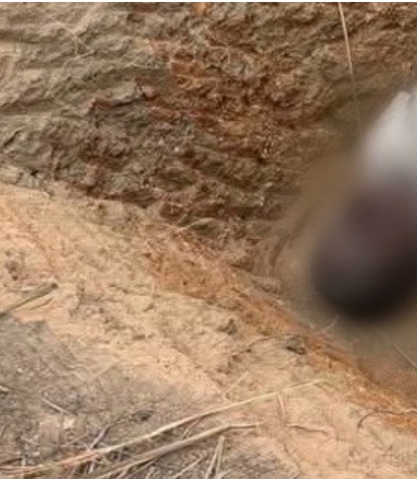 Armed herdsmen kill four children in Plateau community