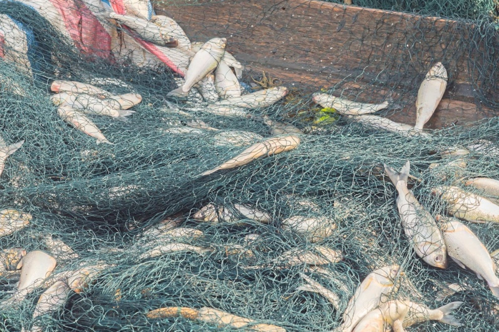 South Africa intercepts Chinese fishing vessels for unauthorised entry into its waters