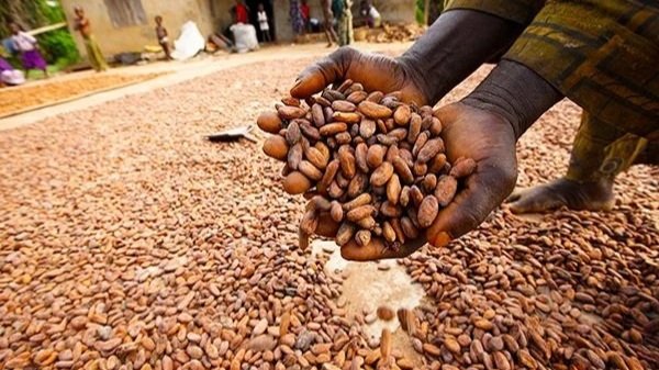 Cocoa, cashew dominate Nigeria’s agricultural exports in 2025