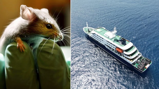 Hantavirus classified as ‘Level 3’ outbreak
