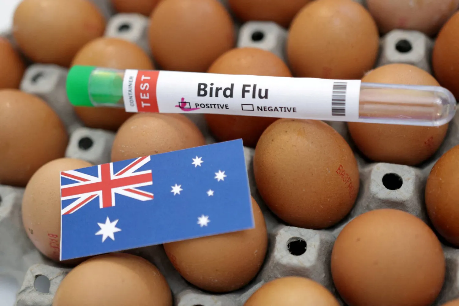 Australia detects first case of contagious H5 bird flu