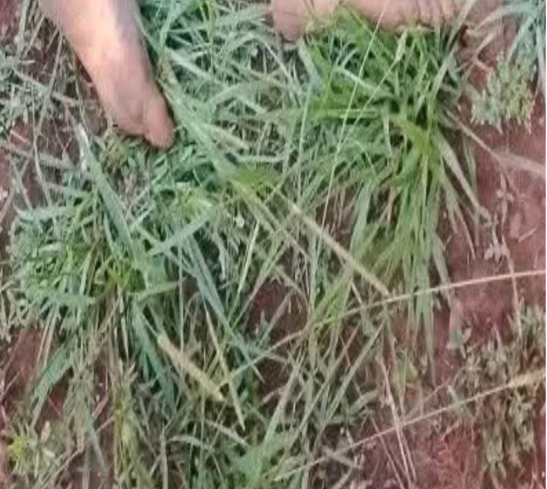 Gunmen kill village head in Plateau