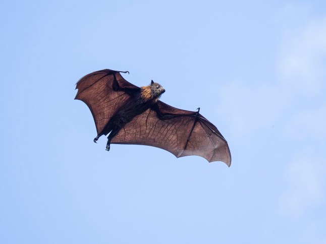 Boy, 11, di£s of rabies 19 days after waking up with bat lying on his mouth