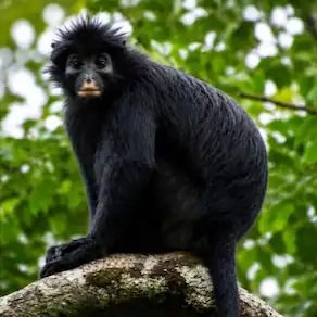 Scientists discover Monkey with orange lips and roaring call as newfound species