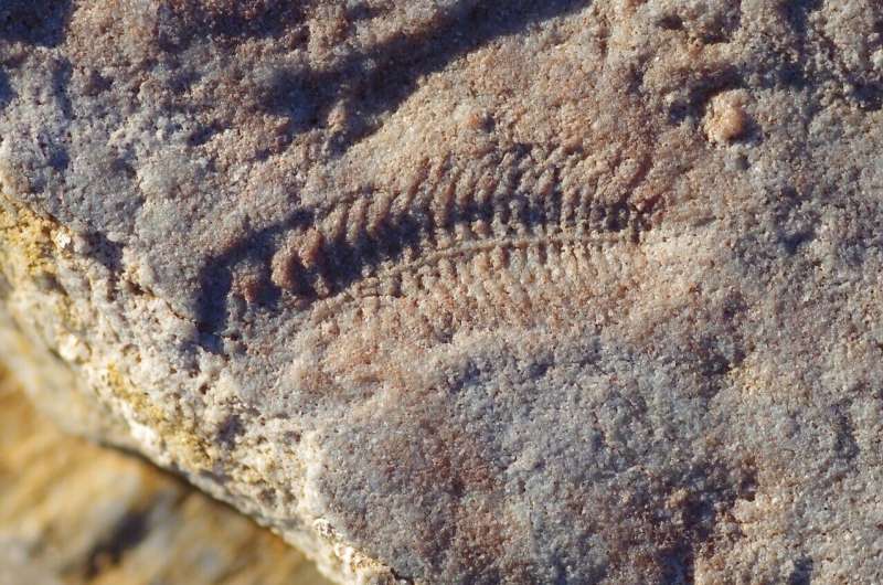 Scientists find that Ancient 550-Million-Year-Old Fossil was the Earth’s first right-handed creature